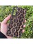 Samsung Galaxy A16 Kılıf Leopar Desenli Içi Kadife Kapak 1