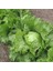 Naturel Geleneksel Kıvırcık Marul Fidesi (5 Adet) 1