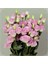 Dünyam 5 Adet Papillon Pink Blush Lisianthus Tohumu 1