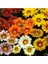 Dünyam 10 Adet Gazania Mix Flower Tohumu 2