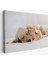 -Premier Kanvas Serileri- Golden Köpek Ile Uyuyan Yavru Kedi Dekoratif Kanvas Tablo 1176 1