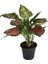 Aglaonema 'Dud Unyamanee' (Çin Herdemyeşili) 1
