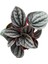 Peperomia Caperata 'caracas' (Zümrüt Dalgası Çiçeği) 2