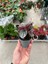 Peperomia Caperata 'caracas' (Zümrüt Dalgası Çiçeği) 3