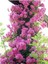 Look Pembe Sarmaşık Gül Tohumu 5 Adet Tohum TH-87770398964100091 1