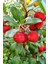 Look Yabani Dağ Çileği Tohumu / 20 Adet Dağ Çileği Tohumu TH-THMCMTHM408 3