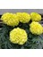 Sarı Bodur Iri Kadife Çiçeği F1 Tohumu (20 Tohum) 3
