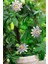 Look Çarkıfelek Çiçeği, Passiflora Tohumu / 5 Adet Tohum TH-THMCMTHM336 5