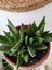 Aloe Brevifolia- Perfoliata Koleksiyonluk 1
