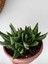 Aloe Brevifolia- Perfoliata Koleksiyonluk 2