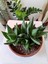 Aloe Brevifolia- Perfoliata Koleksiyonluk 4