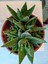 Aloe Brevifolia- Perfoliata Koleksiyonluk 5
