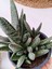 Gasteria Verrucosa Sukulent 1