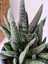Gasteria Verrucosa Sukulent 2