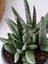 Gasteria Verrucosa Sukulent 3