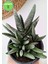 Gasteria Verrucosa Sukulent 4