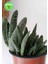 Gasteria Verrucosa Sukulent 5