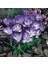 7 Adet Kır Çiçeği Whitewell Purple Çiğdem Soğanı.yeni Mahsul,,, 2