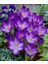7 Adet Kır Çiçeği Whitewell Purple Çiğdem Soğanı.yeni Mahsul,,, 4