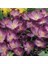 Kır Çiçeği Whitewell Purple Çiğdem Soğanı-5 Adet 1