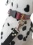 Köpek Boyun Tasması Orta Irk ve Büyük Irk Renkli Kolon Boyun ÖLÇÜSÜ:30-50CM Ayarlamalı Dog Collor T3-19 8