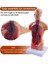 Öğrenci Öğretim Çalışması Montajı Için 11 Inç Insan Torso Vücut Modeli Anatomisi Anatomik Iç Organlar (Yurt Dışından) 4