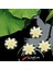 6pcs Yapay Yüzen Köpük Lotus Çiçekleri, Su Lily Pad Süsleri ile Fildişi Beyaz, Veranda Koi Gölet Havuz Akvaryumu Ev Bahçesi Düğün Özel Etkinlik Dekorasyonu Için Mükemmel (Yurt Dışından) 2