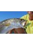 3D Inshore Popper (F) 70 mm 2 – 3/4-Inchmullet Floating Olta Yemi, Meeraesche 5