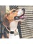 Köpek Takip Cihazı Akıllı Gprs Sistemli 2
