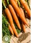 Yörem Afyon Konya Yöresinden Yöresel Tarım Hasadı Gdo’suz Çimlendirilebilir Havuç Tohumu (Daucus Carota) | 30GR. 3