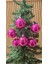 Yılbaşı Ağacı Süsü 6 cm Cici Pembe Fuşya Küre Top Süs Parlak Süs Büyük Küre 6lı Renk 1
