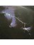 Dire Straits Love Over Gold Lp Plak 1