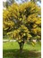 Look Sarı Mimoza Ağacı Tohumu / 5 Adet Tohum TH-2022DSHNGLKTHM232 1