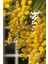 Look Sarı Mimoza Ağacı Tohumu / 5 Adet Tohum TH-2022DSHNGLKTHM232 5