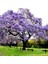 Mor Çiçekli Yoğun Kokulu Paulownia Ağacı Fidanı (60-100 Cm) 1