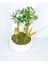 Ağacı Bonsai &amp; Beyaz Capo Beton Saksıda Hediyelik Canlı Çiçek BALFLOWERDESİGN-2592 2