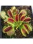 Look Venus Fly Trap Tohumu 5 Adet Tohum Etçil Bitki Etobur Bitki Sinek Kapan TH-8777963100152 4