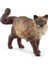 Ragdoll Kedi 1