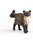 Ragdoll Kedi 2