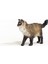 Ragdoll Kedi 3
