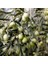Tüplü Çok Iri Meyveli Kalamata Zeytin Fidanı 3