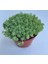 Sedum Tohumu (Iri Damarlı Yapraklar) Yeşil Renkli - 15 Tohum 1