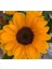 Süs Ayçiçeği Tohumu (Katlı Çiçek) Turuncu Siyah - 5 Tohum 2