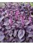 Tarım Ata Tohumu Yerli Mor Reyhan Turan 1000 Adet Tohum 3