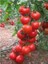 Domates Tohumu 25 Adet 2