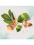 Essences Onarıcı ve Koruyucu Argan Yağlı Saç Kremi 2
