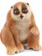 Yavaş Loris 1
