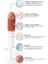 Co. Allık Ruj Göz Farı Glow Tint Soft Mocha, Nemlendirici Makyaj, 504 Nude, Hyaluronik Asit Peptit 3