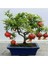 Dünyam Nadir Ithal Bodur Nar Bonzai Ağacı Tohumu 5 Tohum Bonsai Tohumu 1