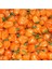 Adet Turuncu Habanero Acı Biber Tohumu 1